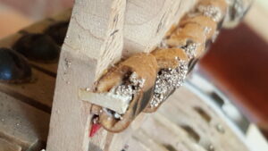 żerowanie moli w fortepianie